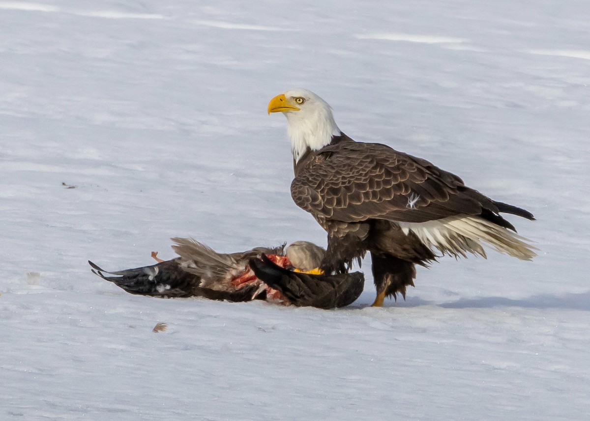 Bald Eagle - Ken Pride