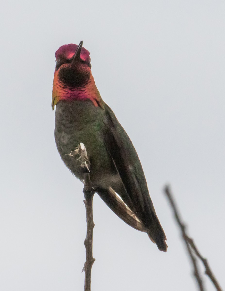 rødmaskekolibri - ML406229601