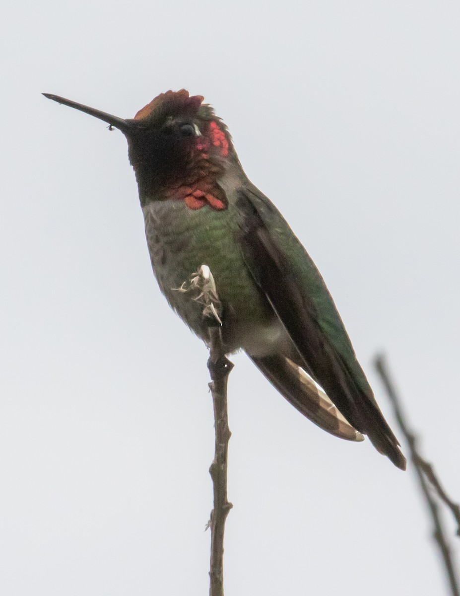 rødmaskekolibri - ML406229631