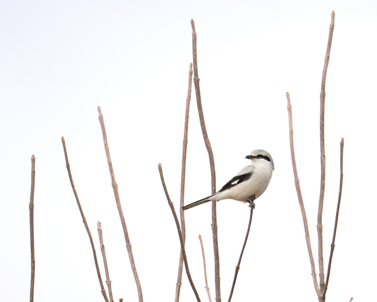 Northern Shrike - ML406231141