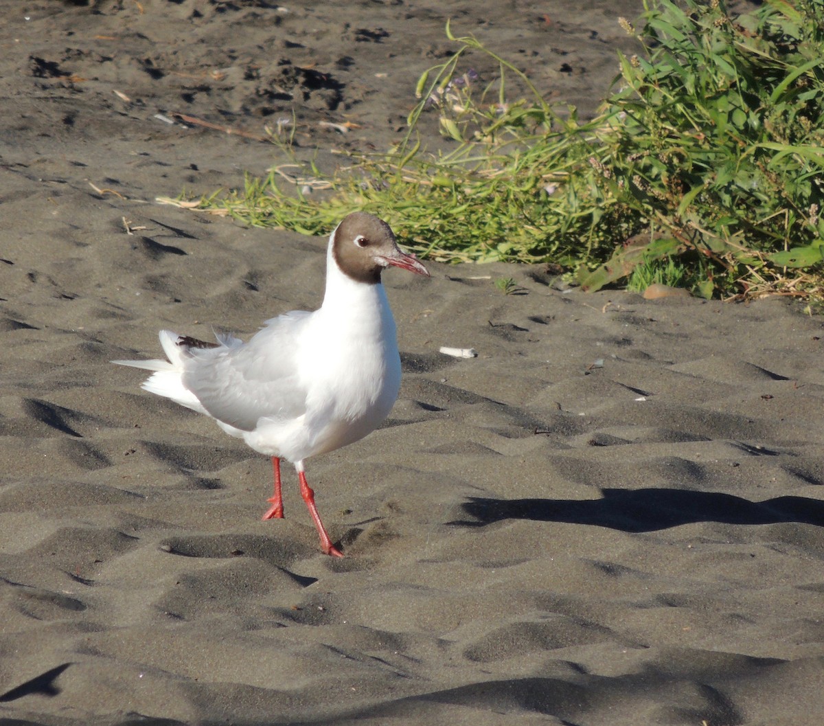 Gaviota Cahuil - ML406233421