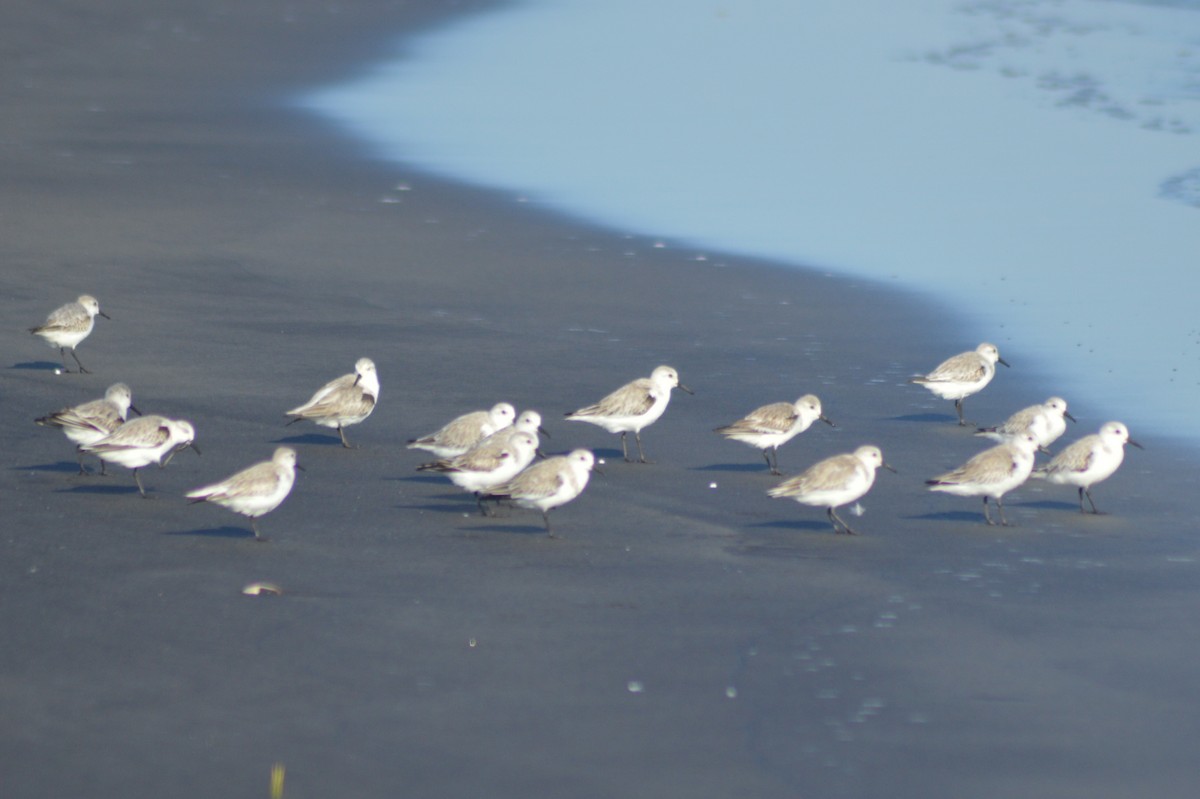 Sanderling - ML40623361