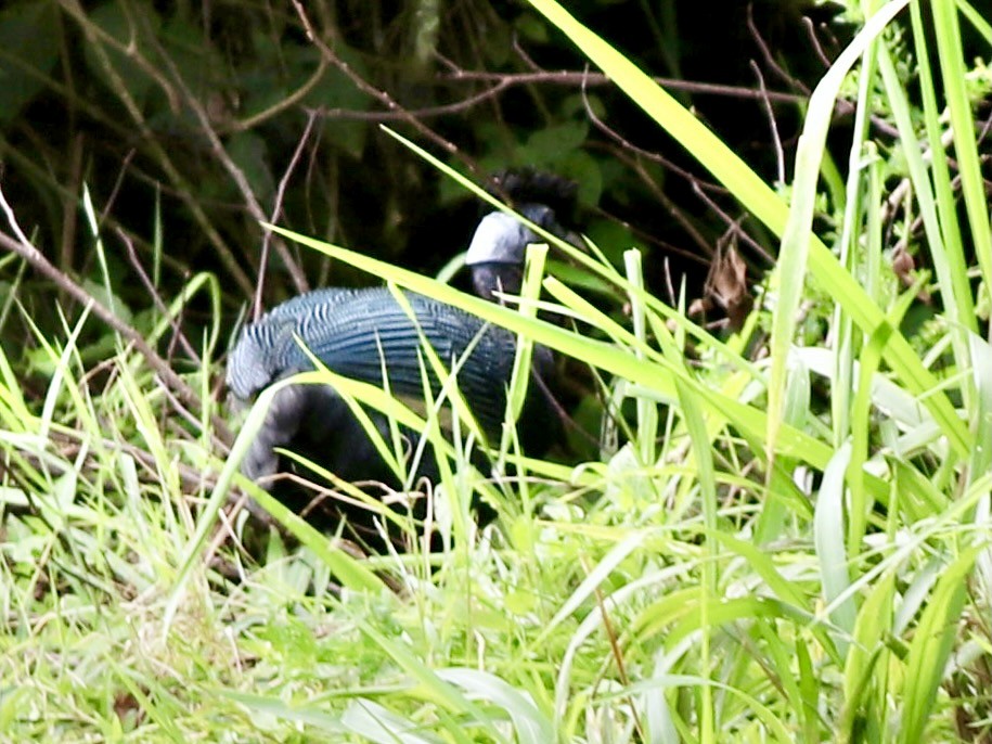 Western Crested Guineafowl - ML406233851