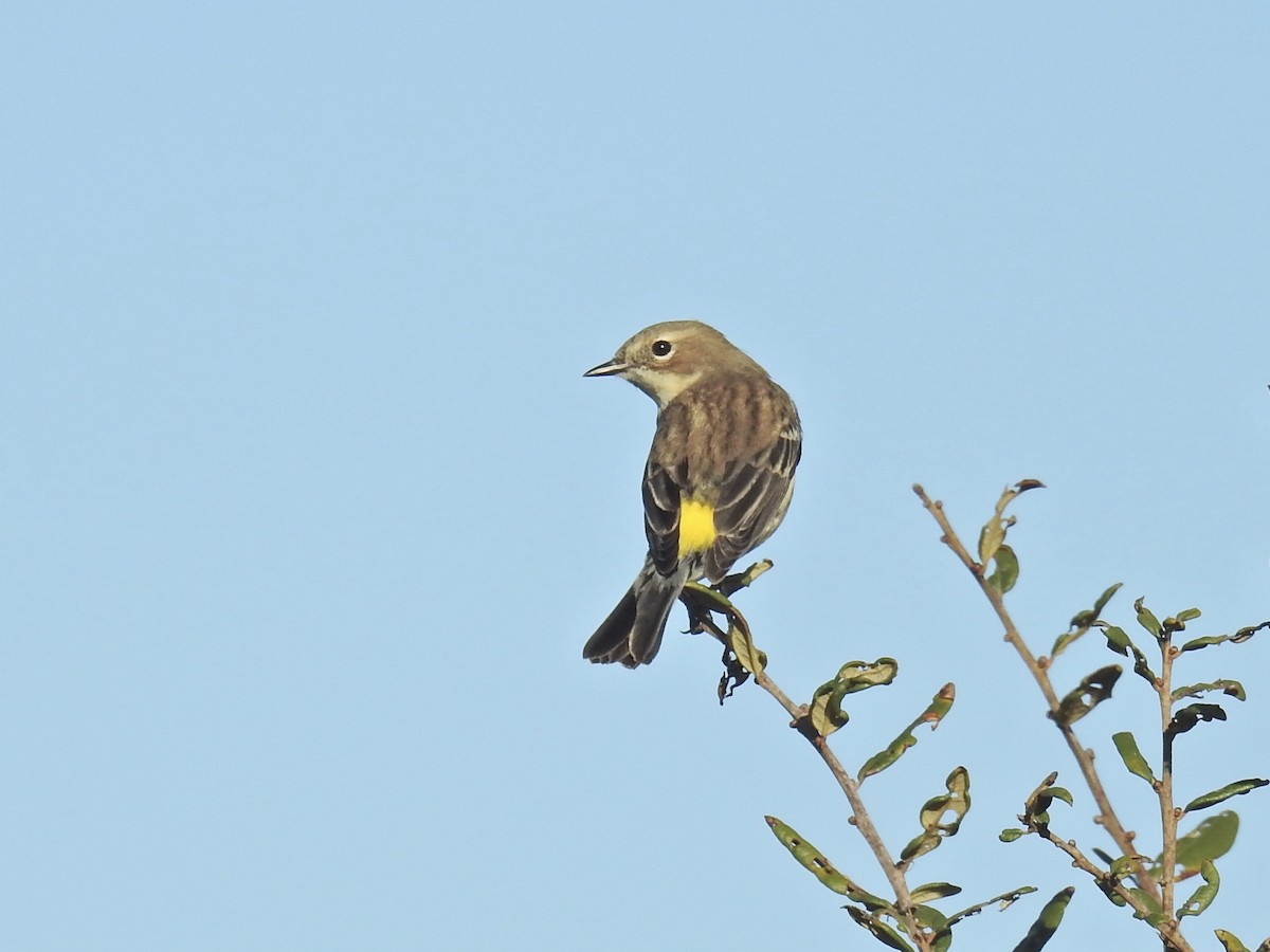 Yellow-rumped Warbler - ML406234561