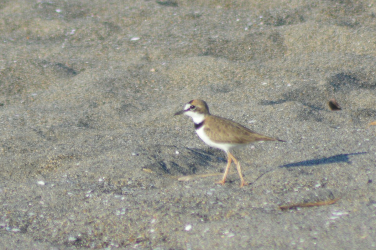 Collared Plover - ML40623471