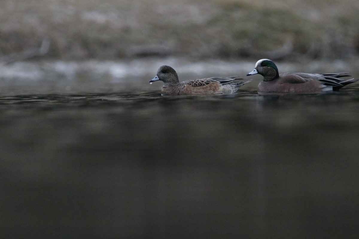 American Wigeon - Michael Stremciuc