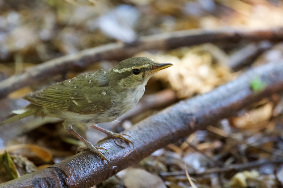 Kamchatka Leaf Warbler - Olivia Garcey