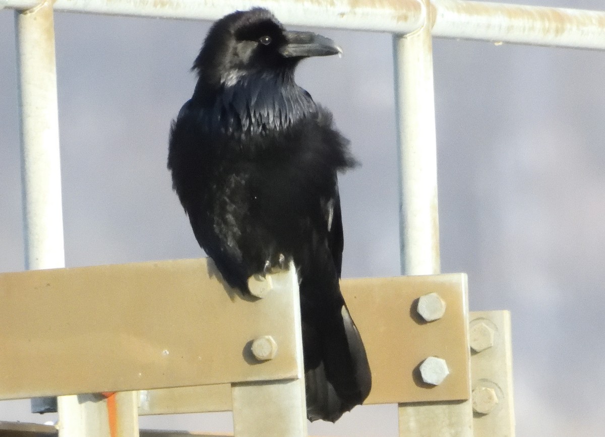 Common Raven - ML406236191