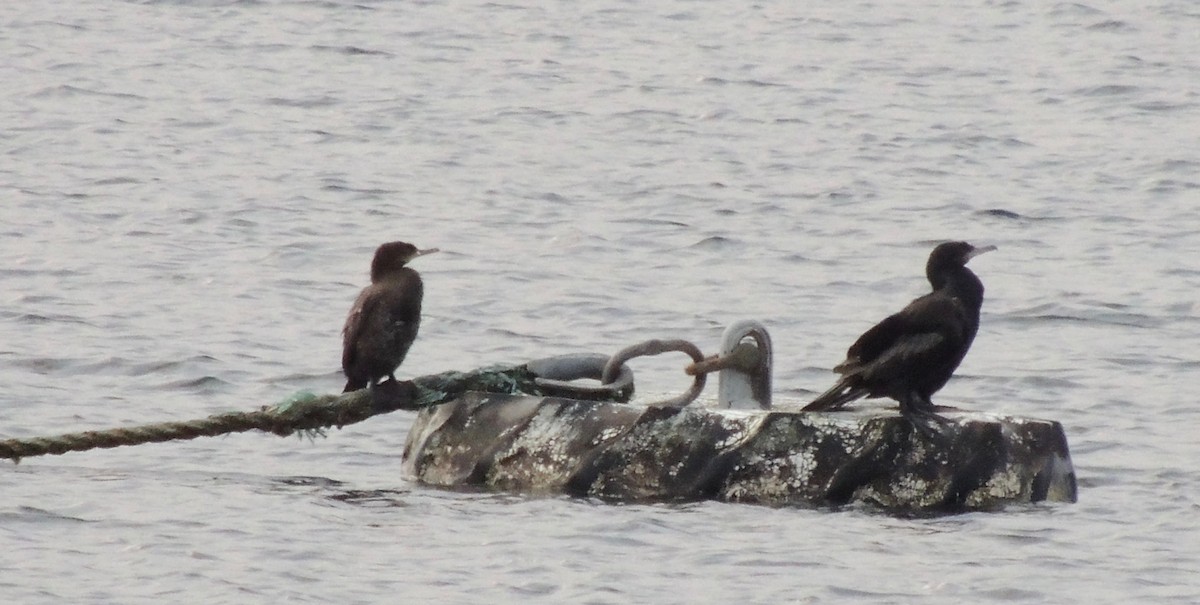 Neotropic Cormorant - ML406237691