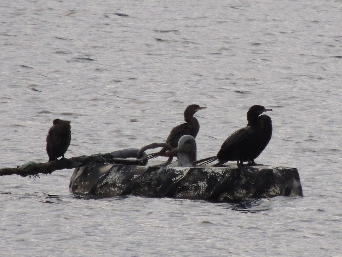 Neotropic Cormorant - ML406237811