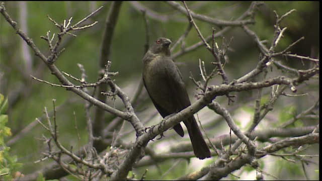 Bronzed Cowbird (Bronzed) - ML406238