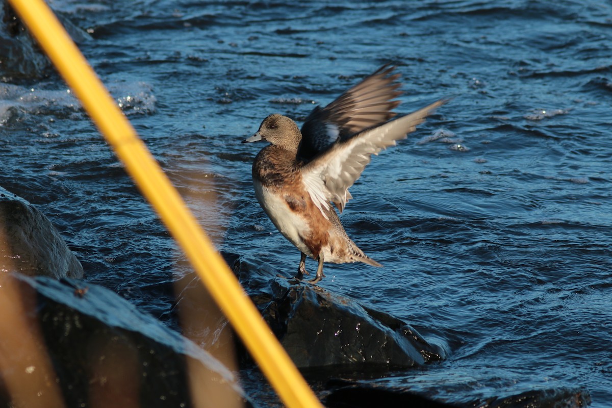 Ahate txistulari amerikarra - ML406238541