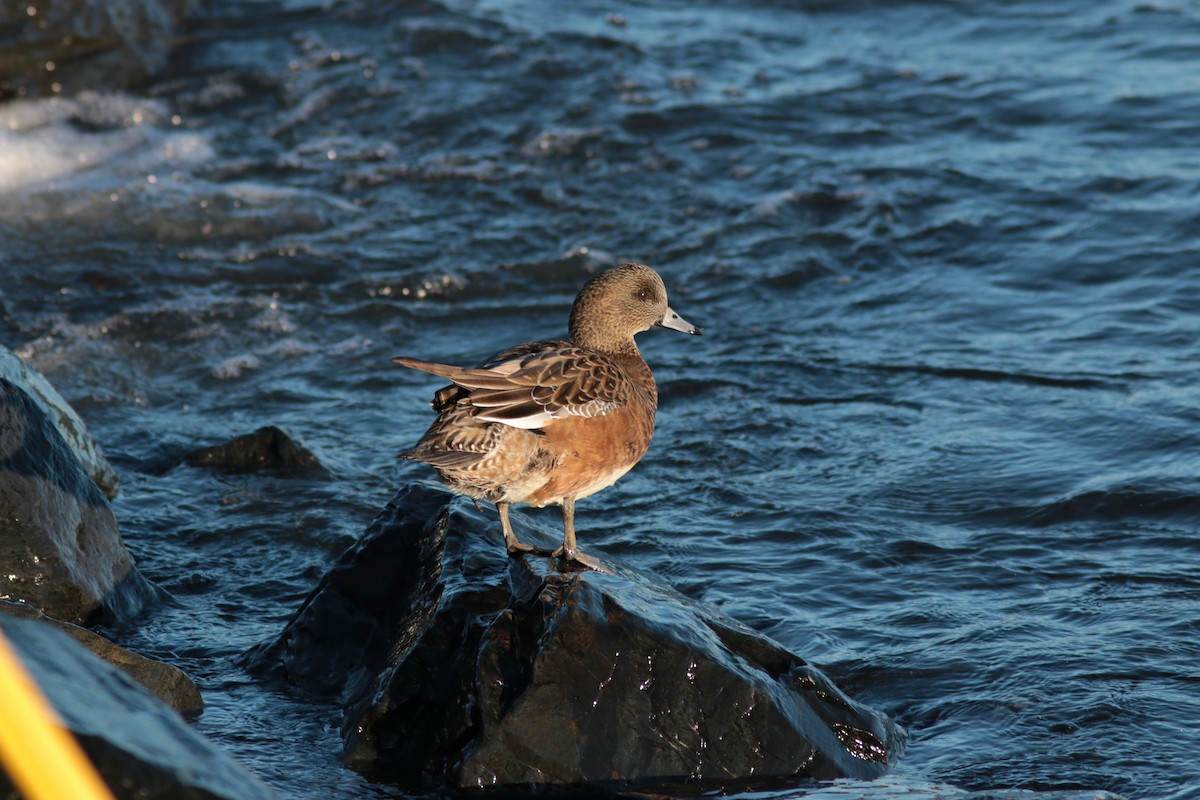 Ahate txistulari amerikarra - ML406238581