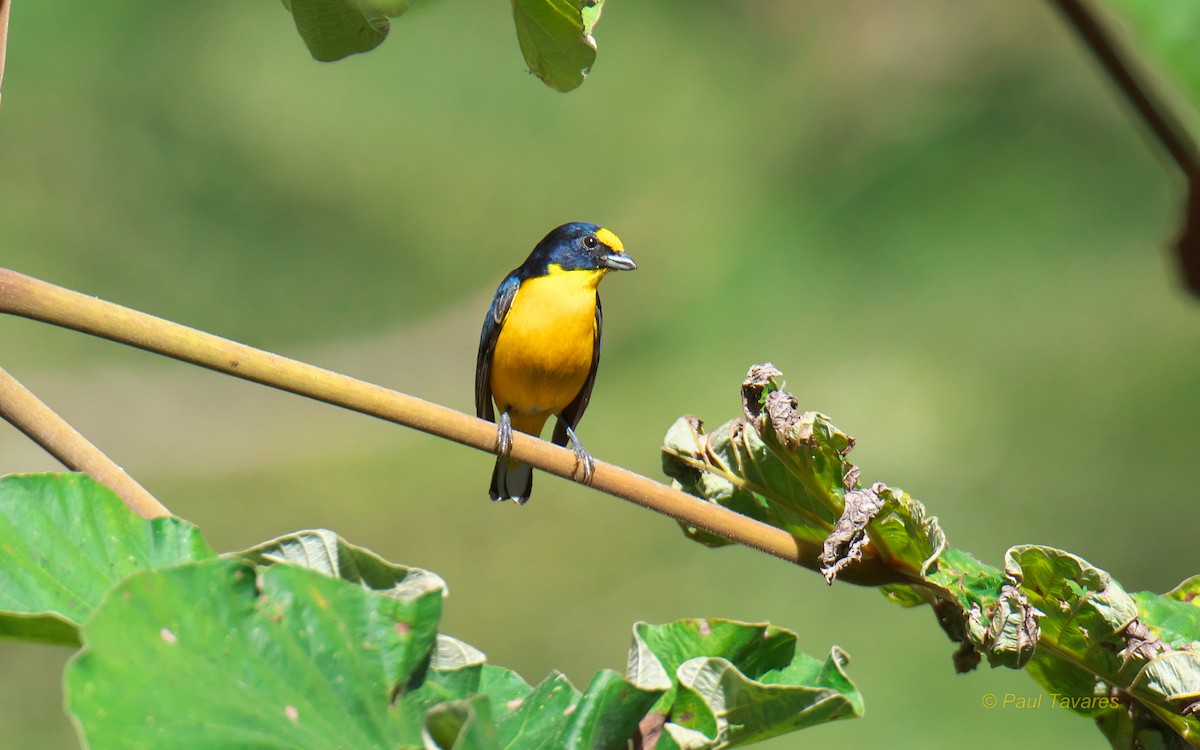 Yellow-throated Euphonia - ML40623881