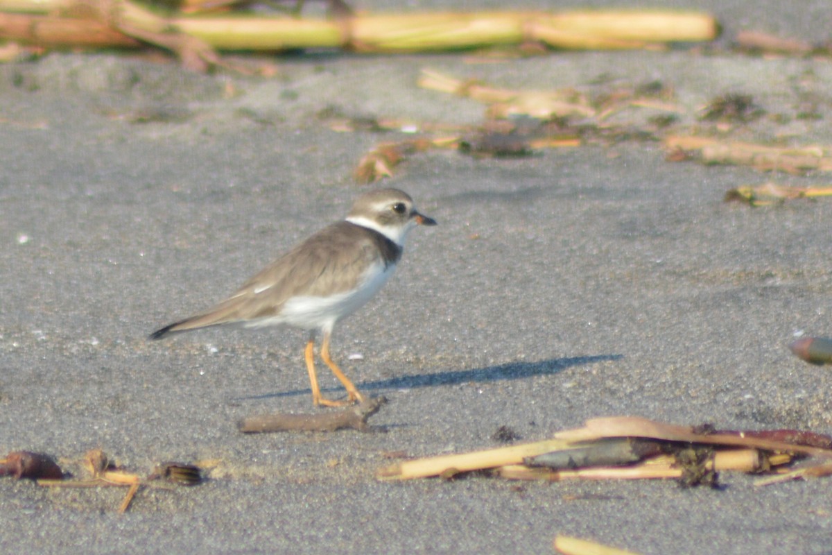 Semipalmated Plover - ML40623901