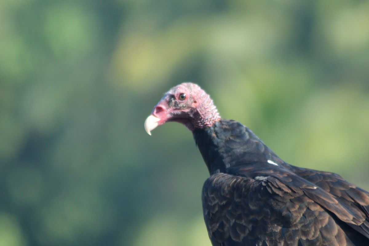 Turkey Vulture - ML40624011