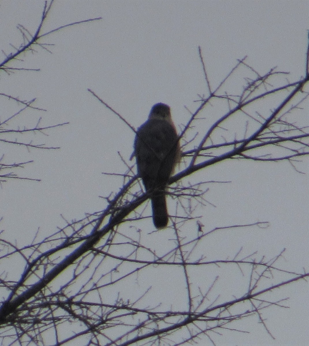 Cooper's Hawk - Joseph Hall