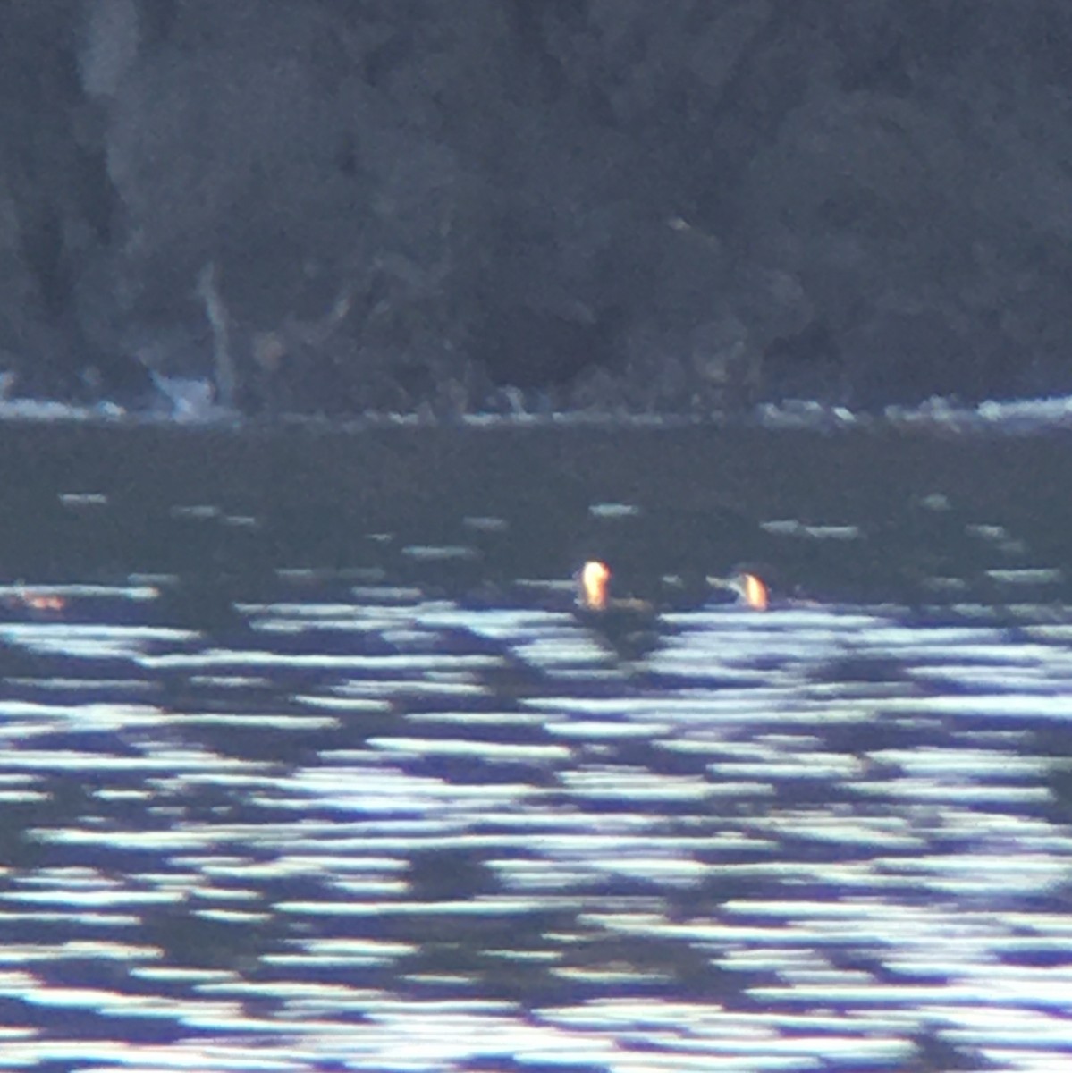 Aliota mokohoria - ML406241551