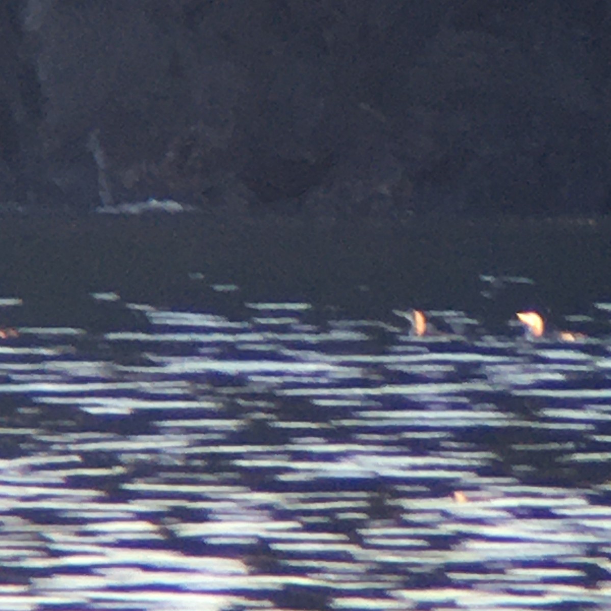 Aliota mokohoria - ML406241561