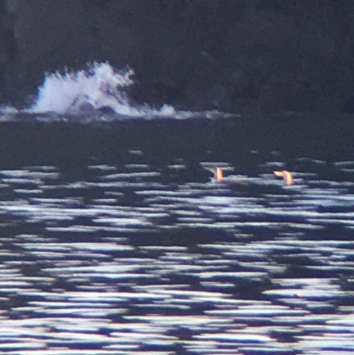 Aliota mokohoria - ML406241571