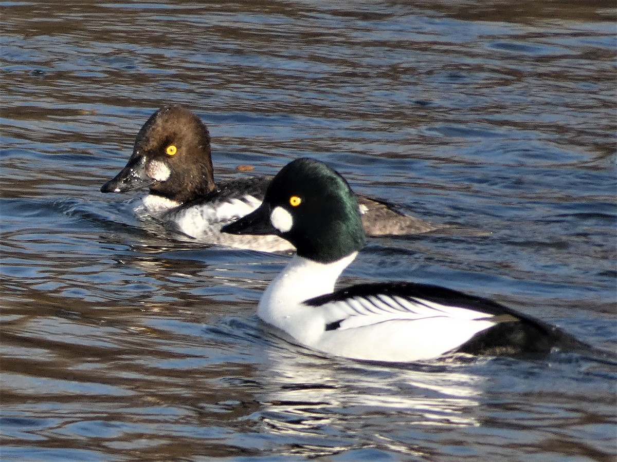 Common Goldeneye - ML406241661