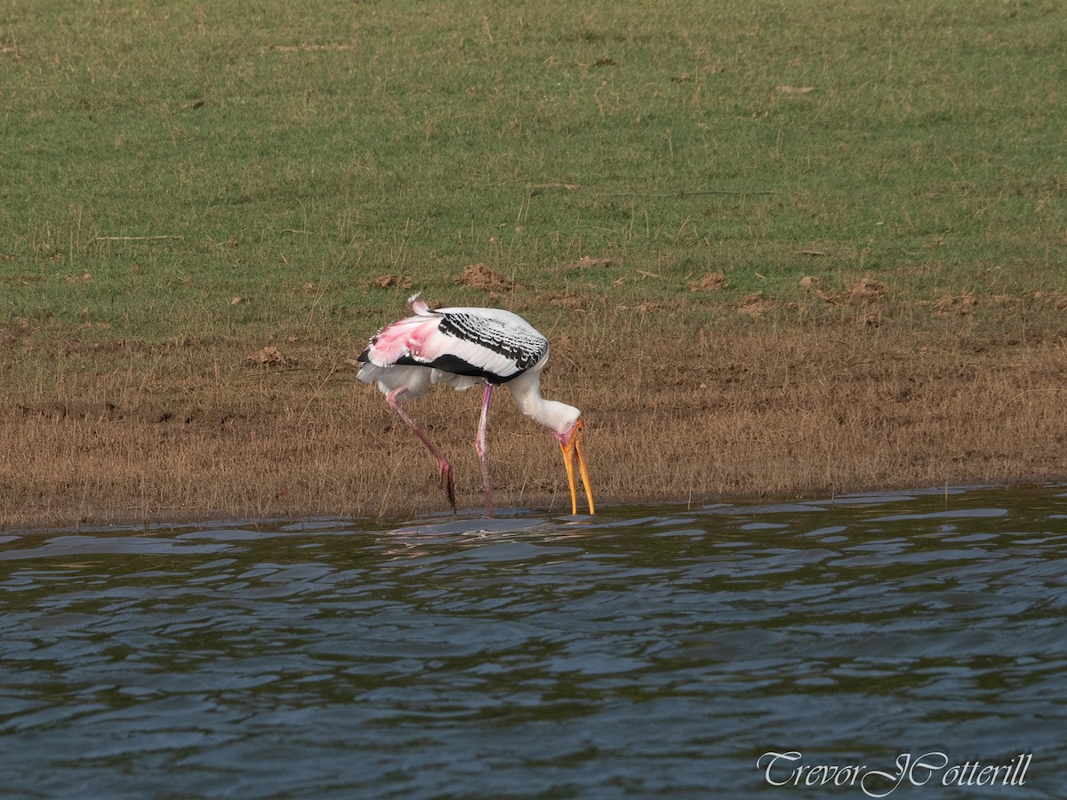 Painted Stork - ML406241971