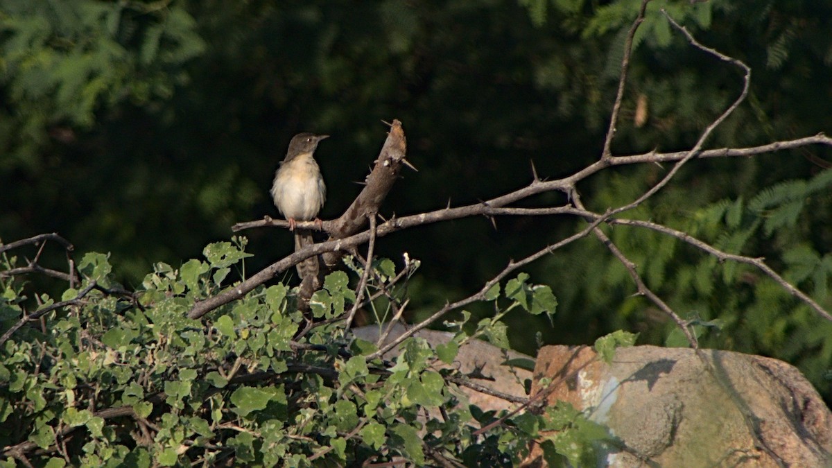 Prinia simple - ML406242911