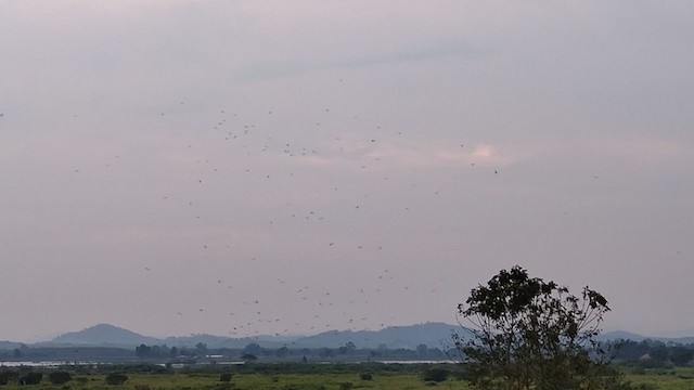 Pied Harrier - ML406243221
