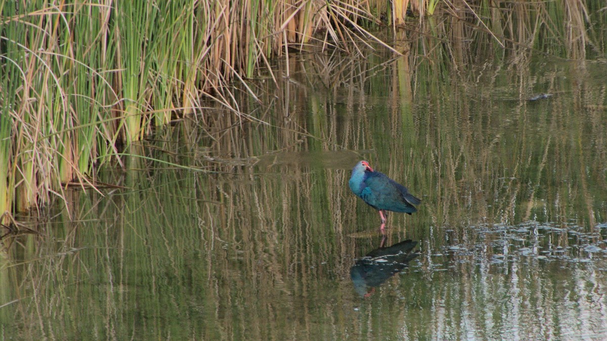 Gray-headed Swamphen - ML406243611