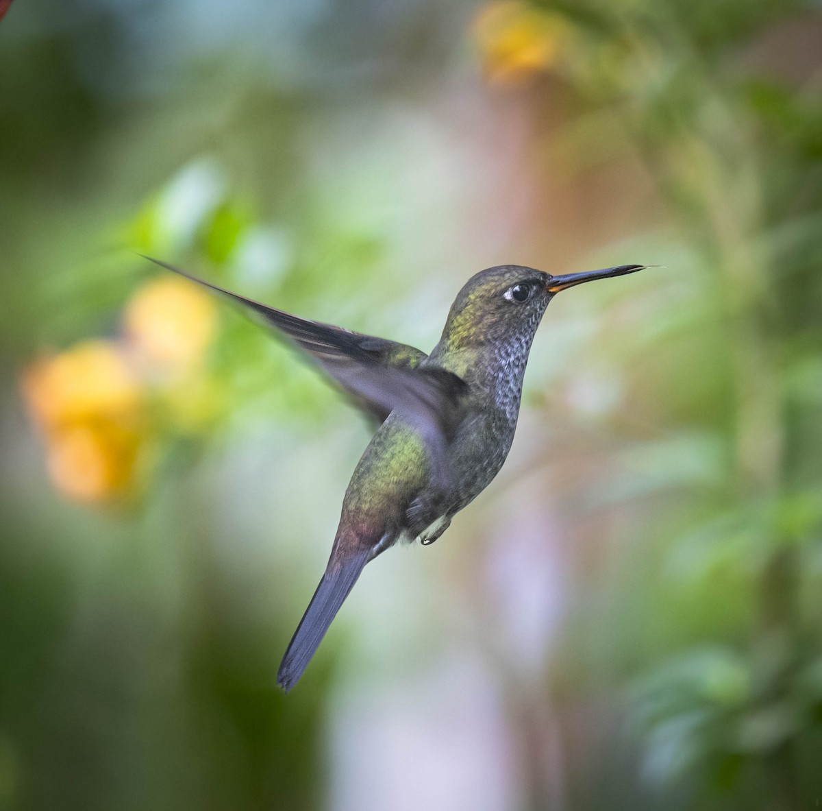 Hoary Puffleg - ML406243901