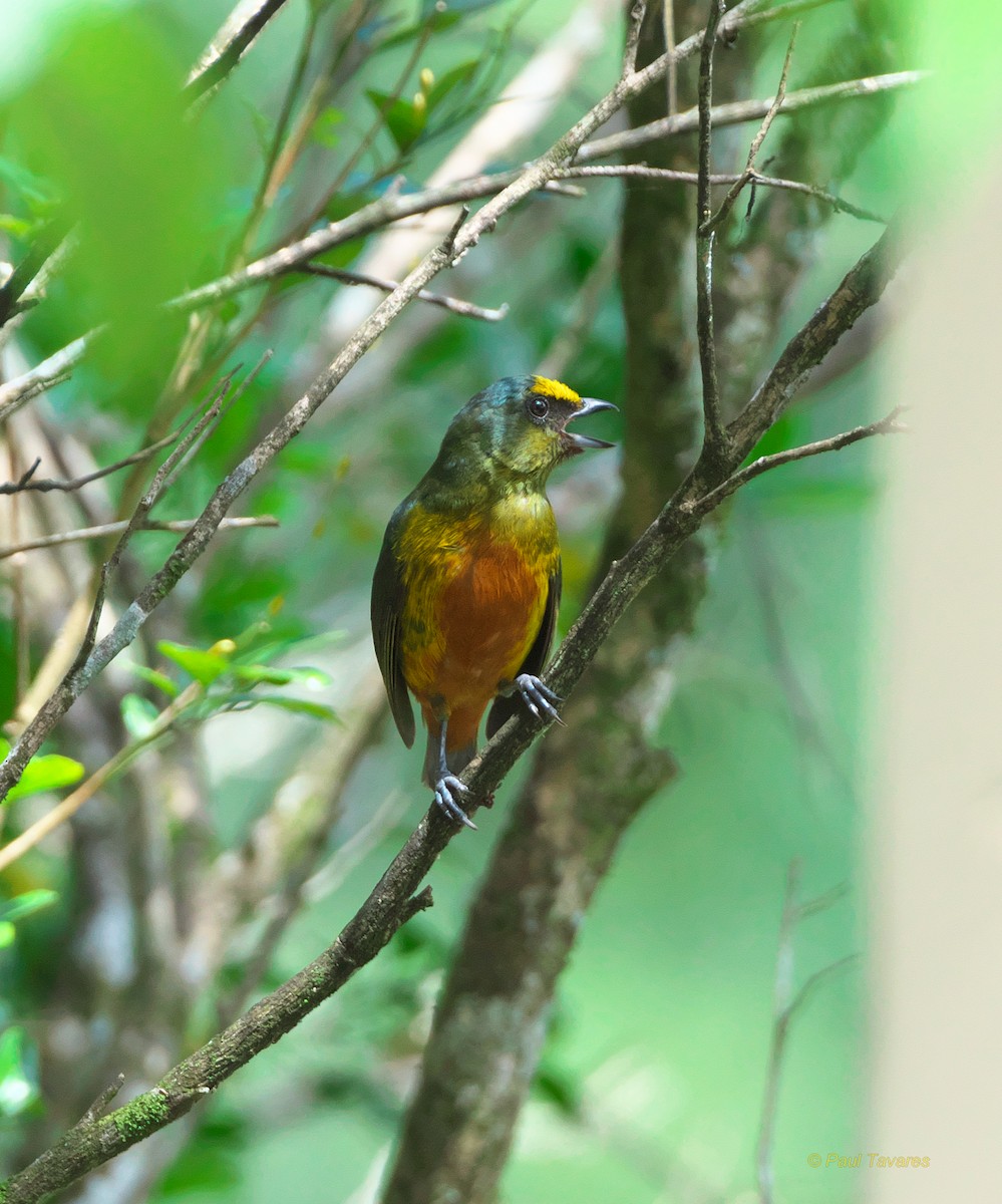 Olive-backed Euphonia - ML40624401