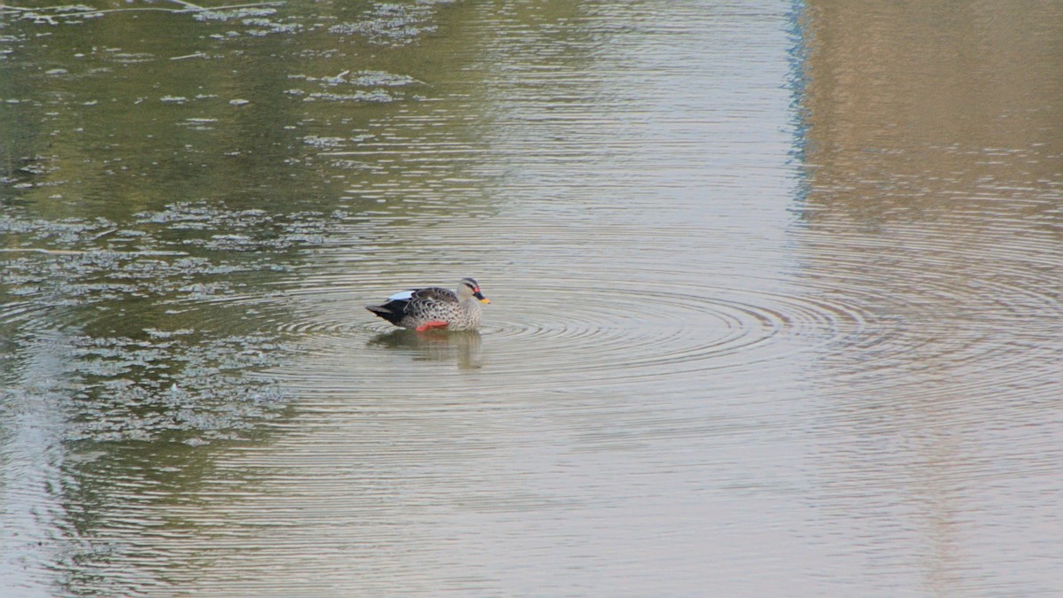 Canard à bec tacheté - ML406244091