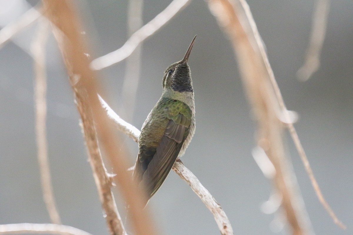 kolibřík blankytohrdlý - ML406244231