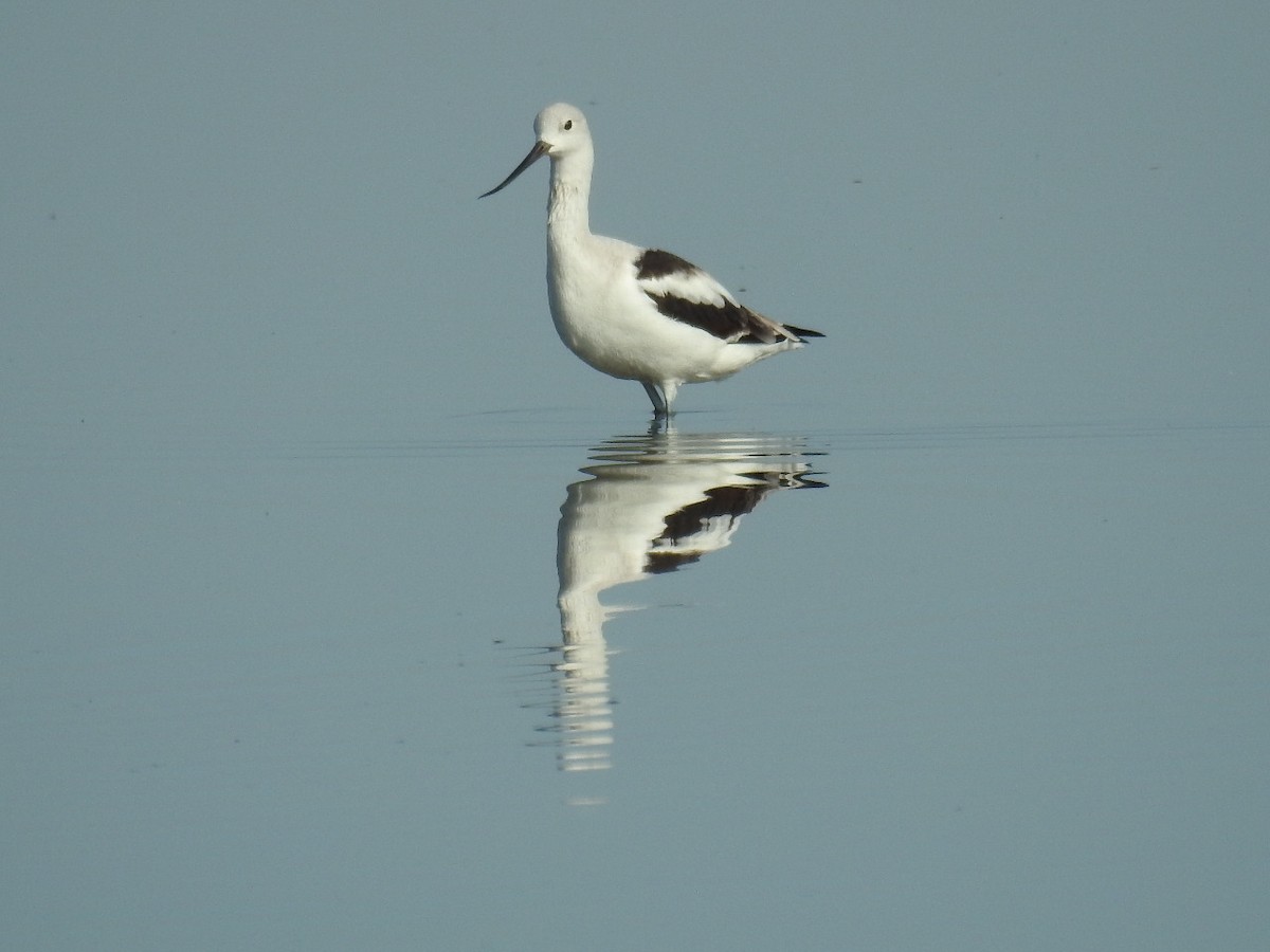 American Avocet - ML406246521