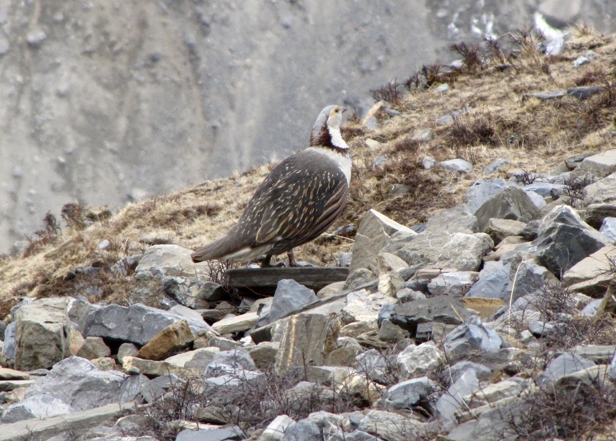 Himalayan Snowcock - ML406248061