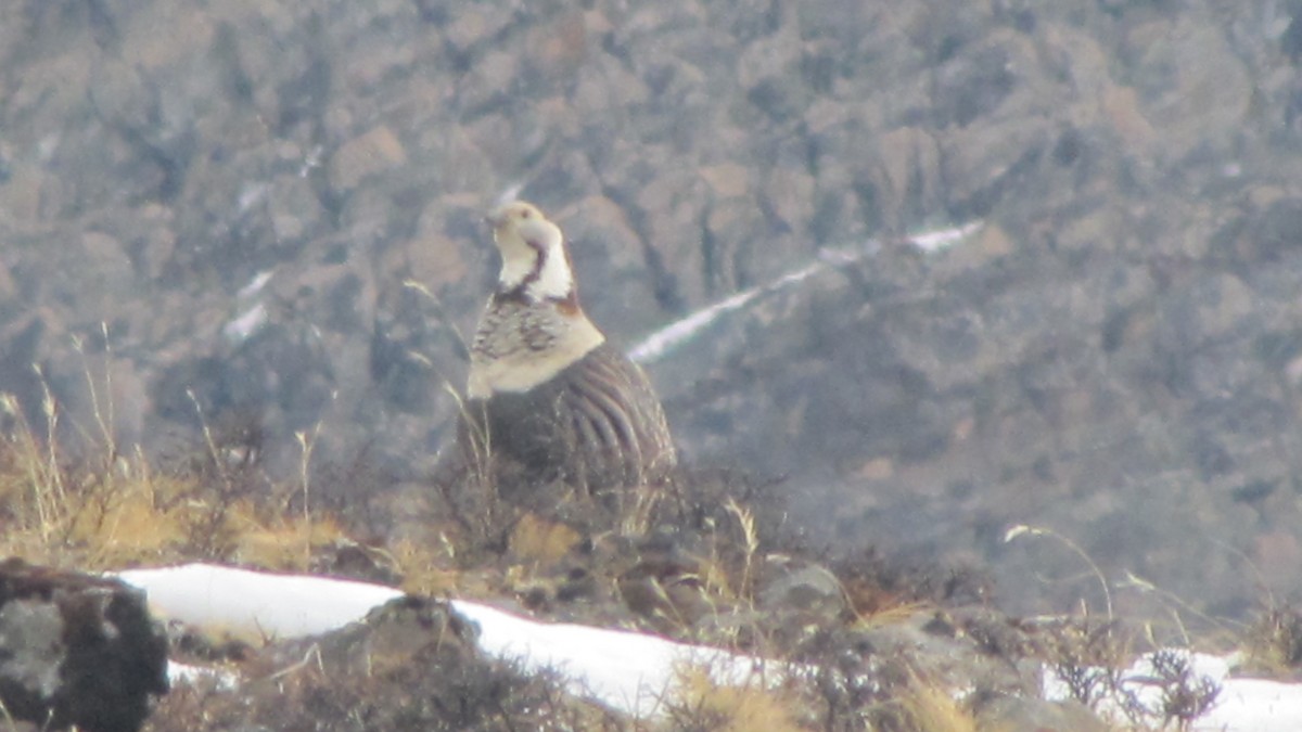 Himalayan Snowcock - ML406248441