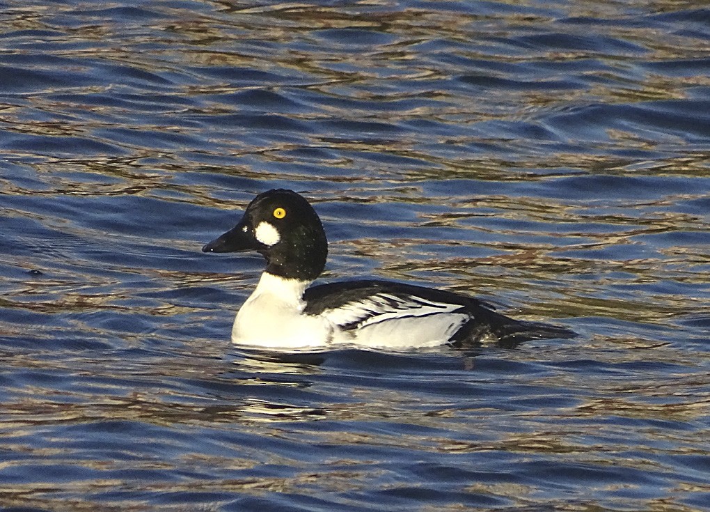 Common Goldeneye - Nancy Overholtz