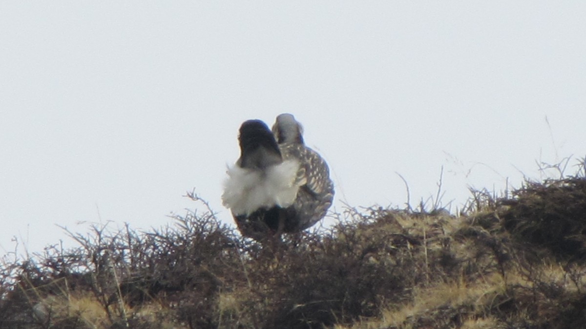 Himalayan Snowcock - ML406248651