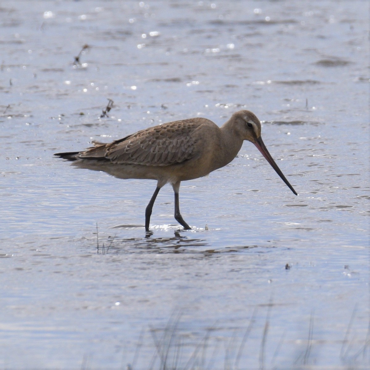 Hudsonian Godwit - ML406248891