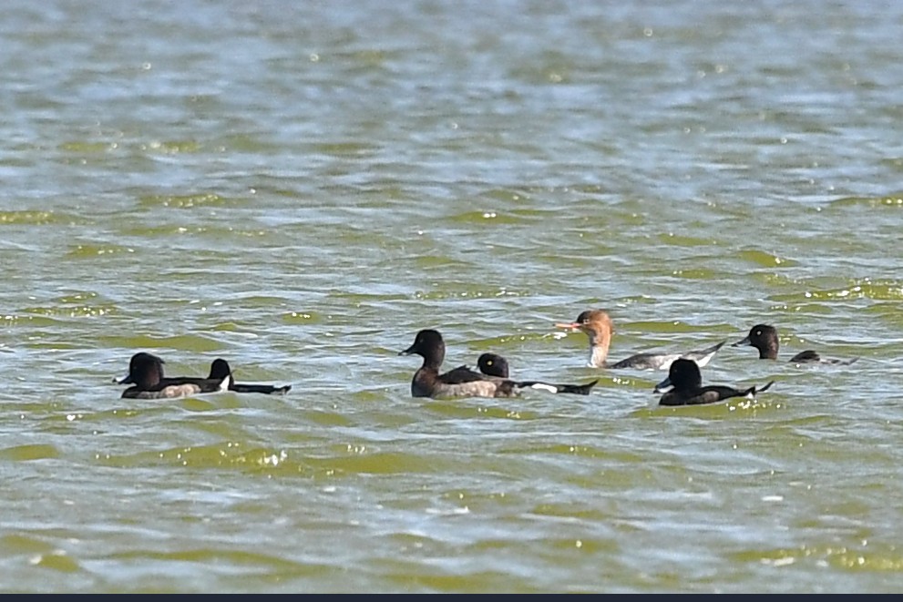 Red-breasted Merganser - Paul Shaffner