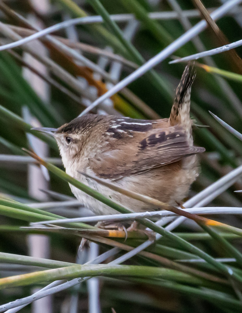 Marsh Wren - ML406253131