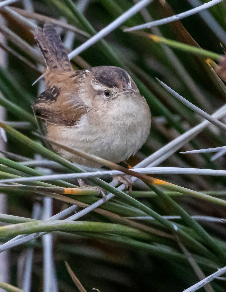 Marsh Wren - ML406253281