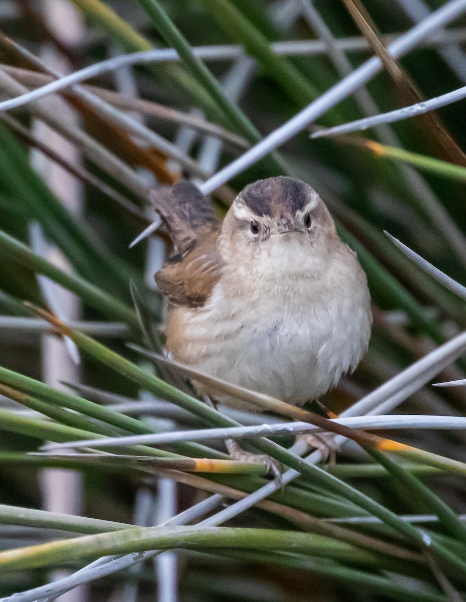 Marsh Wren - ML406253351