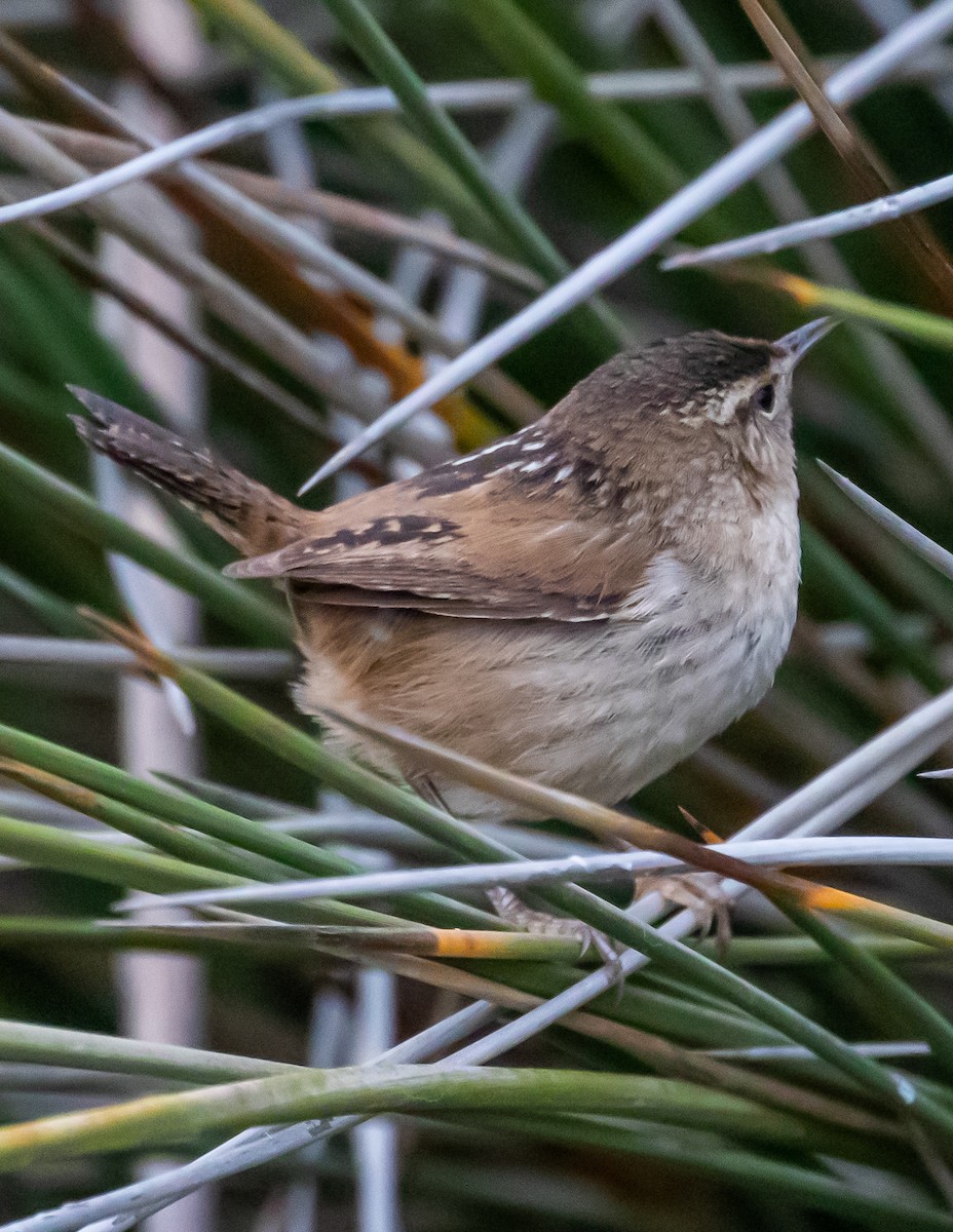 Marsh Wren - ML406253391