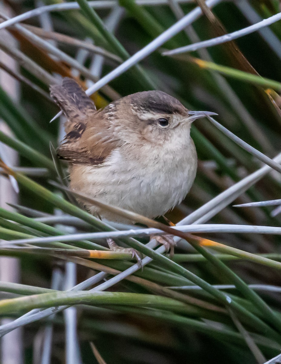 Marsh Wren - ML406253451