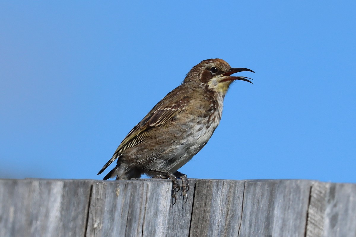 Tawny-crowned Honeyeater - ML406254481