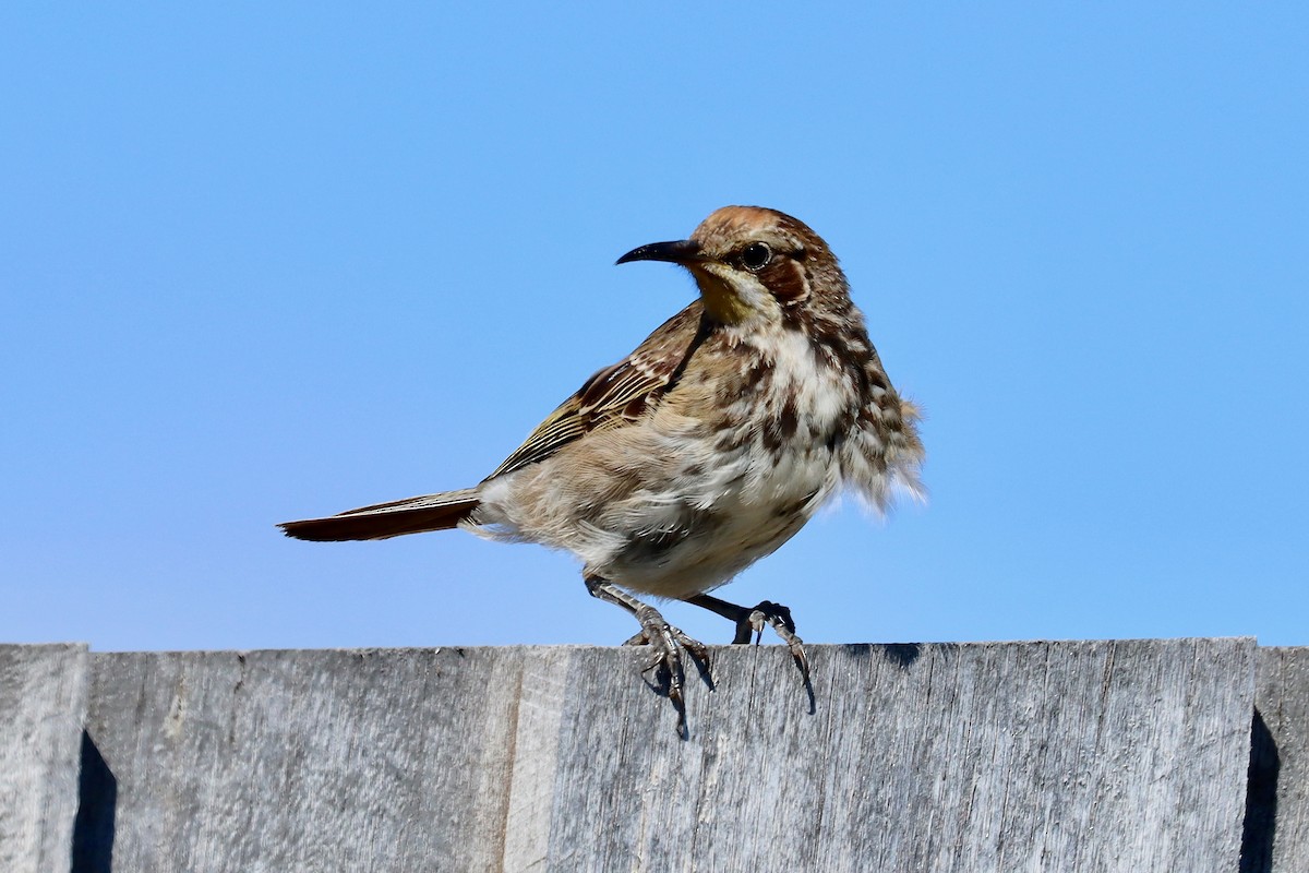 Tawny-crowned Honeyeater - ML406254641