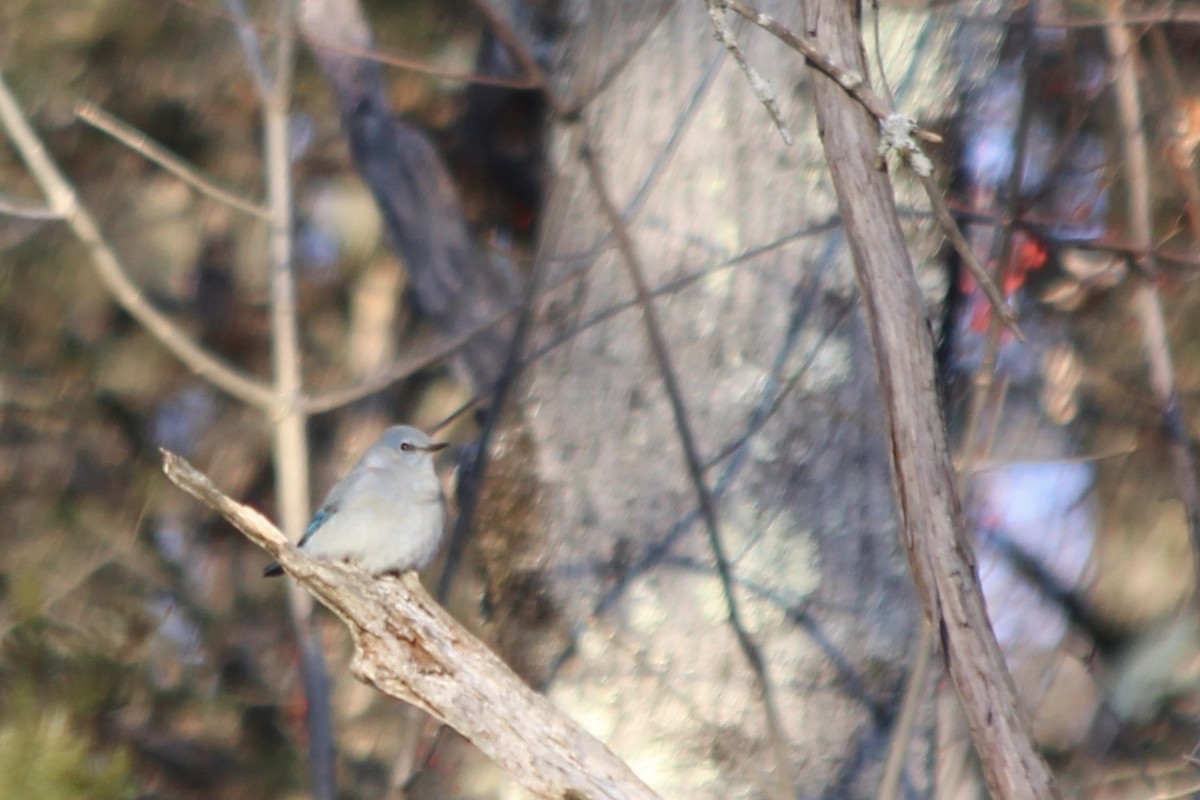 Mountain Bluebird - Jessica Prockup