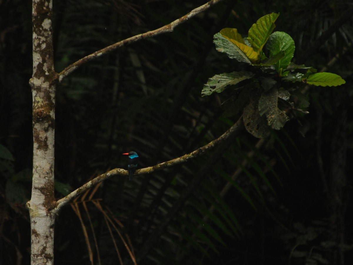 Blue-breasted Kingfisher - ML40625511