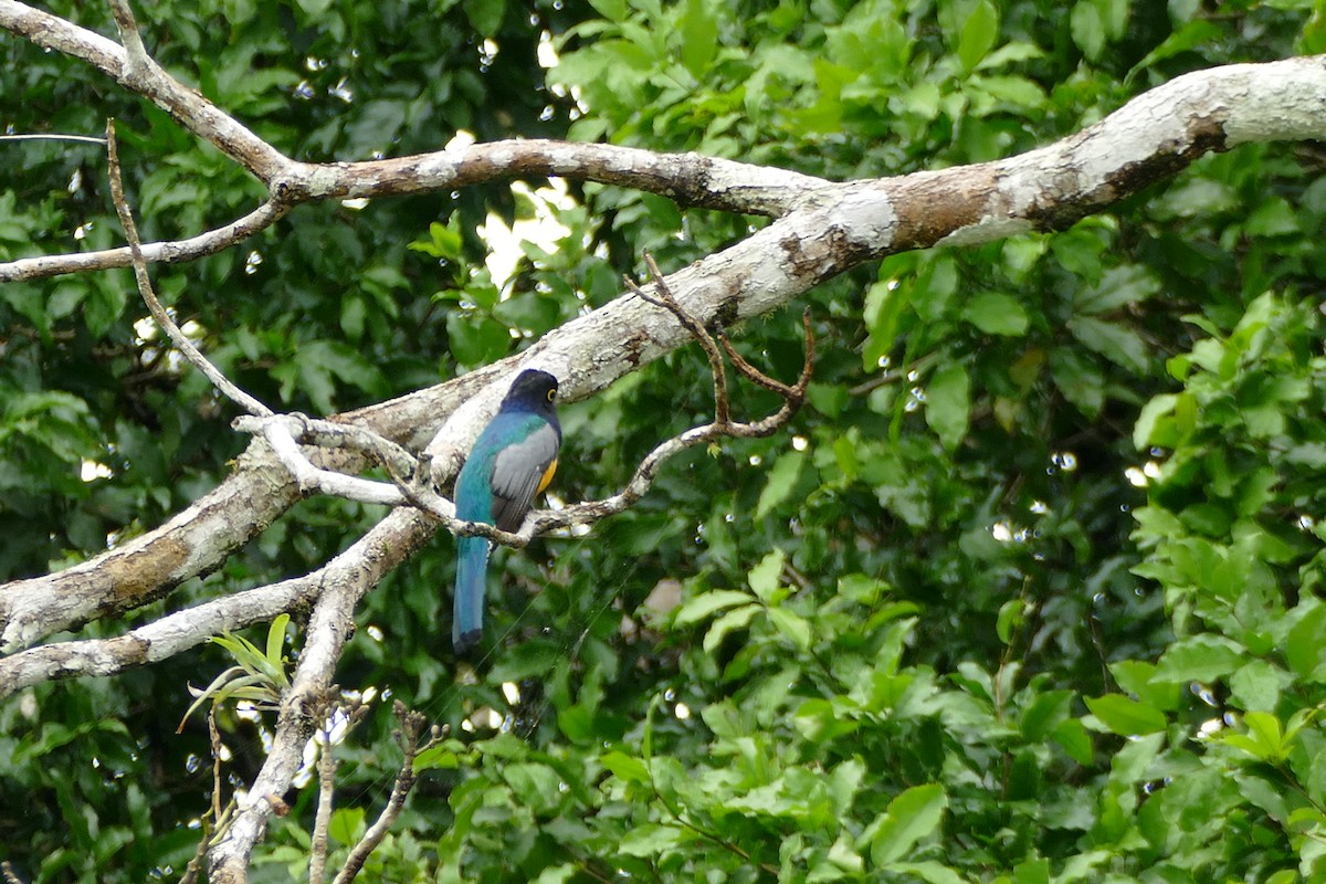 Trogon pattu - ML406255721